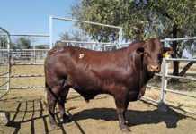 Noord Santa Club 18th Production Sale