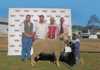 17th Production Sale of Staatmaker Merinos