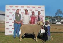 17th Production Sale of Staatmaker Merinos