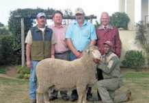Goedeverwagting Merino Production Sale