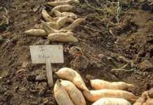 The future of sweet potatoes