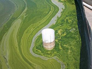 Controlling diseases in aquaculture systems Controlling diseases in aquaculture systems