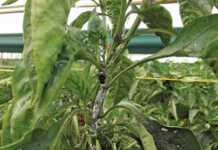 Effective control of capsicum diseases