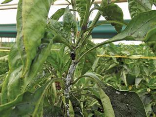 Effective control of capsicum diseases Effective control of capsicum diseases