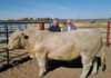 Grejama Charolais Retirement Sale