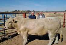 Grejama Charolais Retirement Sale