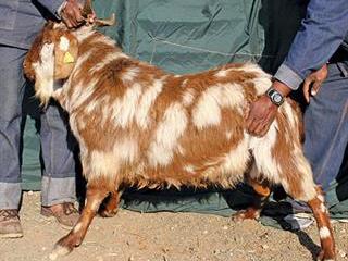 The Tankwa feral goat: a unique genotype The Tankwa feral goat: a unique genotype