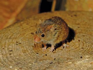 Rodent control Rodent control