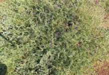 Fungi and bacteria: the balancing act