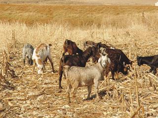 Basic goat management and feeding Basic goat management and feeding