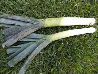 Growing leeks Growing leeks