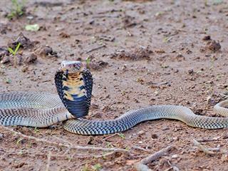 Anti-venom basics Anti-venom basics