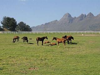 Mastering the sport of kings in South Africa Mastering the sport of kings in South Africa