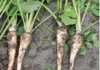 Growing parsnips