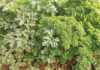 How to grow parsley