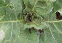Dealing with aphids on brassicas