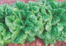 Growing lettuce for the home garden – part 1