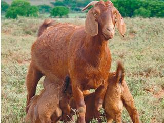 Goat production: Weaning kids Goat production: Weaning kids