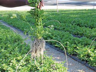 How to grow celery How to grow celery