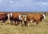 meeting beef cows nutritional needs
