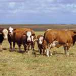 meeting beef cows nutritional needs
