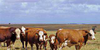 meeting beef cows nutritional needs