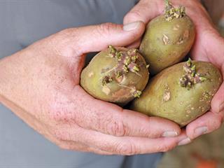 Serious about seed potatoes Serious about seed potatoes