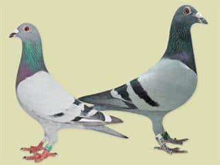 Birdy and her remarkable mates Birdy and her remarkable mates
