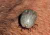 Ticks: a major parasite