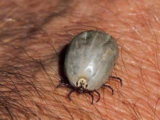 Ticks: a major parasite Ticks: a major parasite