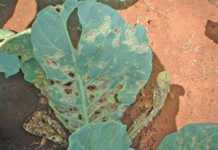 Cabbage disease: black rot