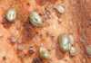 Ticks – a dangerous pest