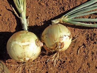 Starting with onions – Part 4 Starting with onions – Part 4