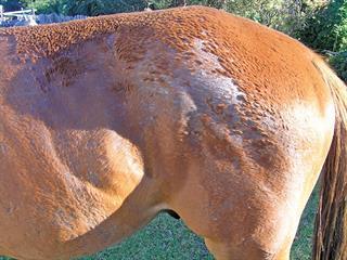 Tackling rain scald in horses Tackling rain scald in horses