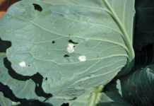 Be informed about Albugo (white blister)