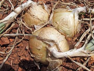 Starting with onions – Part 3 Starting with onions – Part 3