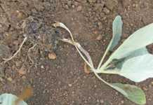 Physiological disorders in cabbage