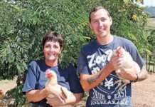 free-range eggs