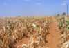 The ripple effect of SA’s maize crop shock