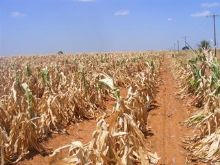The ripple effect of SA’s maize crop shock The ripple effect of SA’s maize crop shock