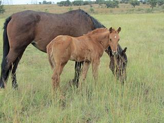 Moxidectin dewormer for horses – watch that dosage! Moxidectin dewormer for horses – watch that dosage!
