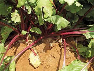 How to grow beetroot How to grow beetroot