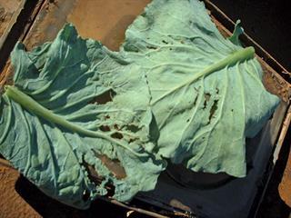 Mineral deficiencies in cabbages Mineral deficiencies in cabbages
