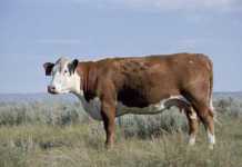 Using the secrets of nature to breed better livestock