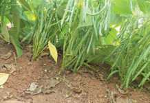 Preparation and planting of green beans