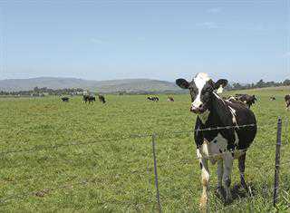 Issues impeding KwaZulu-Natal dairy farmers