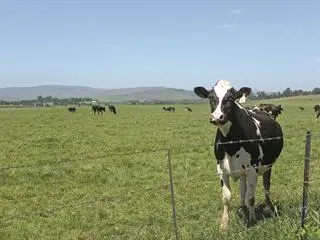 Issues impeding KwaZulu-Natal dairy farmers