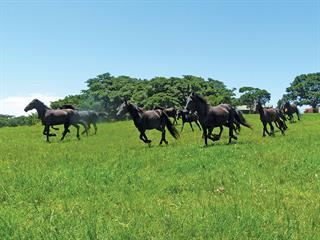 About gaited horses About gaited horses