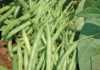Controlling weeds in green beans
