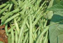Controlling weeds in green beans